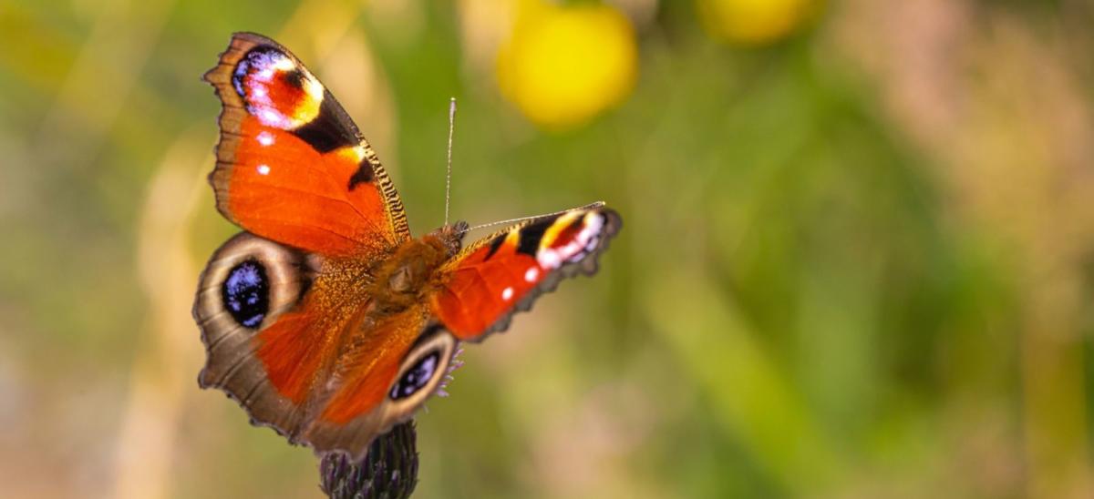 Peacock butterfly