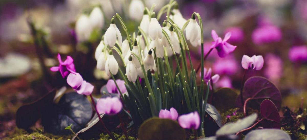 Snowdrops and cyclamen flowers in springtime