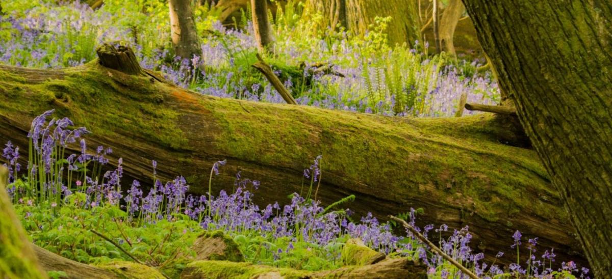 Bluebells at Thorncombe Wood near Dorchester, Dorset. Photo credit to Ian Metcalfe.