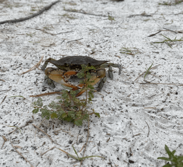 Blue Crab on Bay View Trail