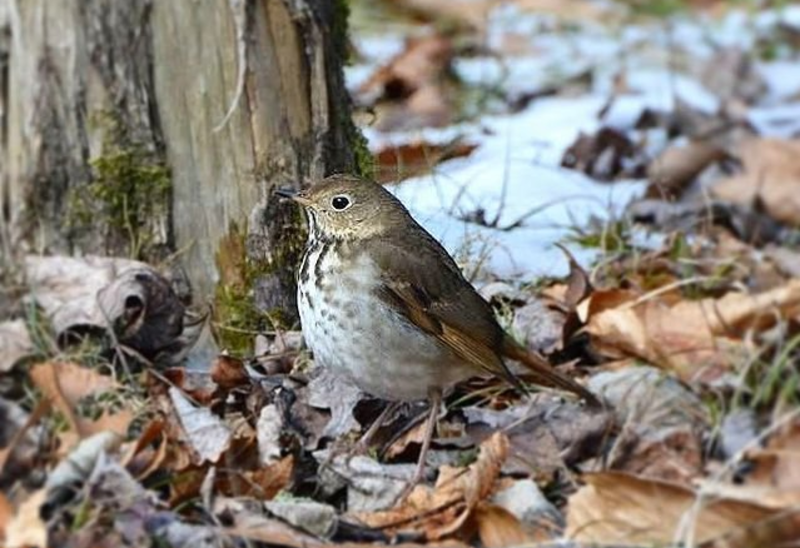A hermit thrush at the base of a tree