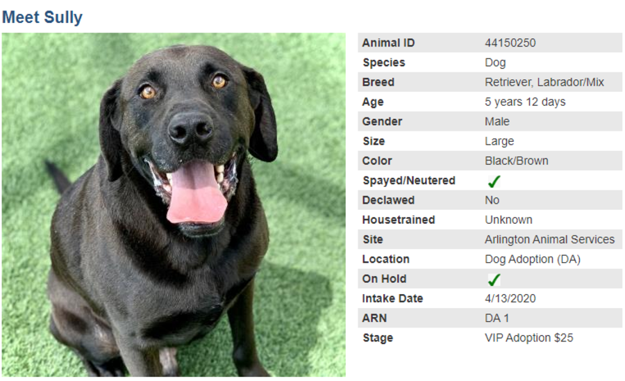 dog 4 adoption blog