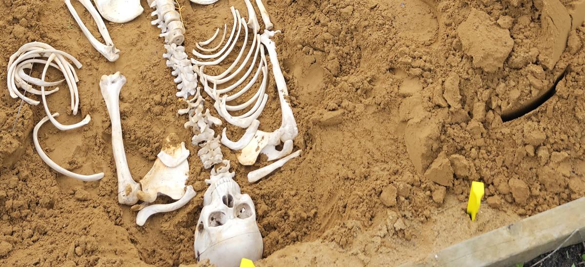 Archaeological dig site with human skeleton in earth