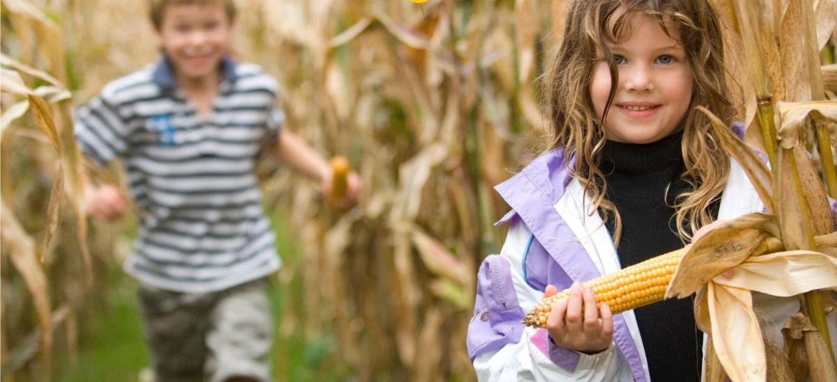 Two children in the maize maze at Farmer Palmers Farm Park in Dorset