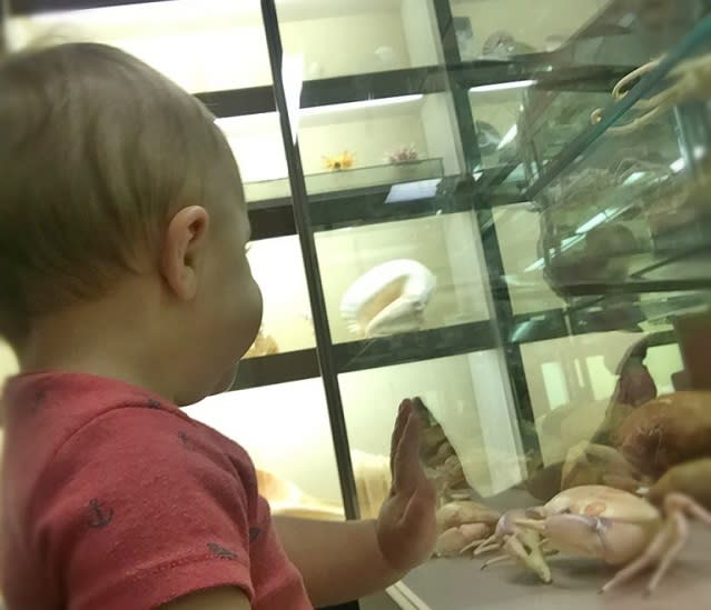 Child at Stone N Bones Museum