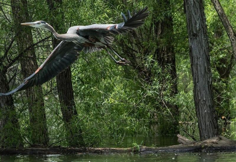 A great blue heron in flight
