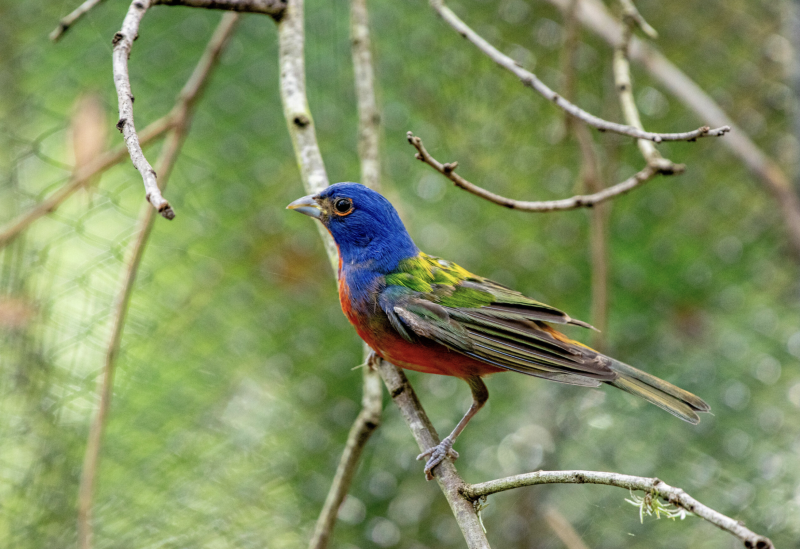 Houston Zoo - Songbirds