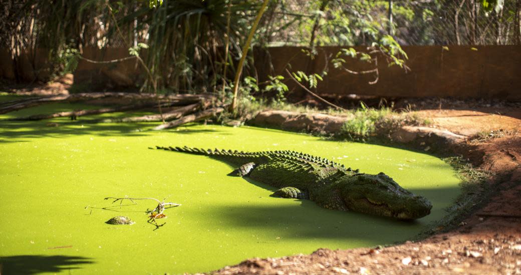 Malcolm Douglas Crocodile Park in Broome