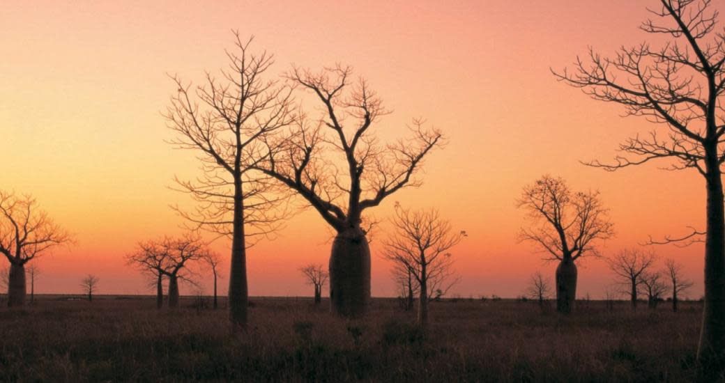 Boab trees at sunset