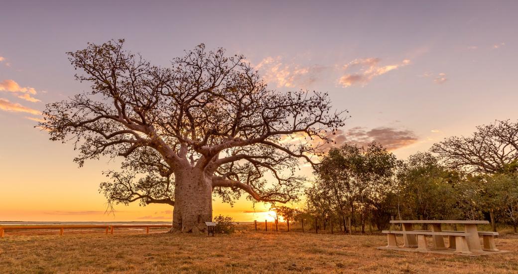 Boab Prison Tree