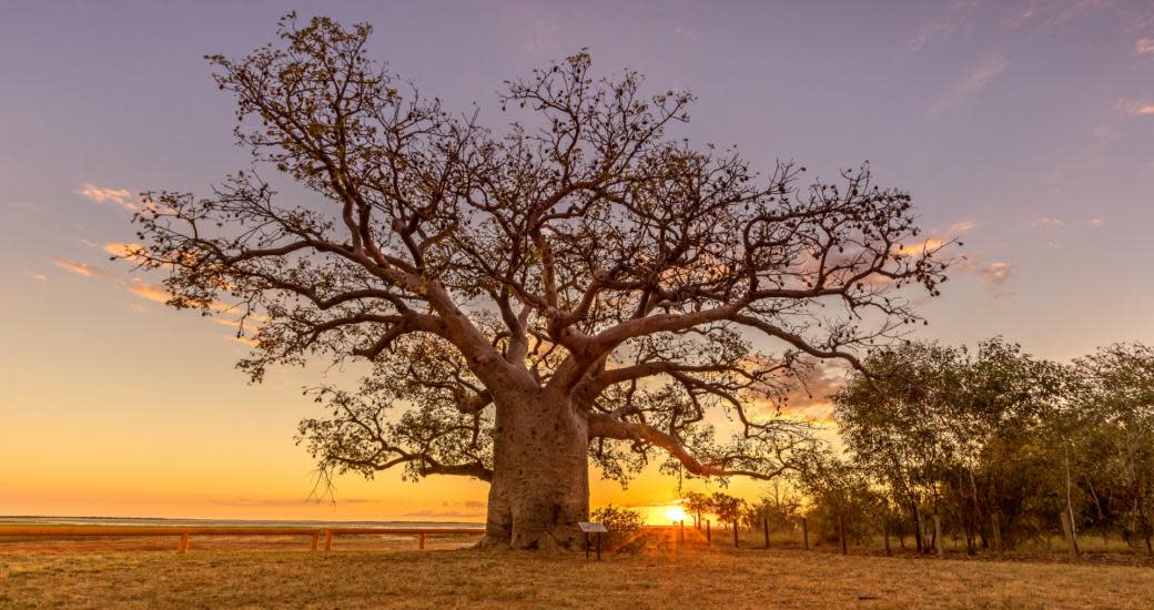 Boab Prison Tree