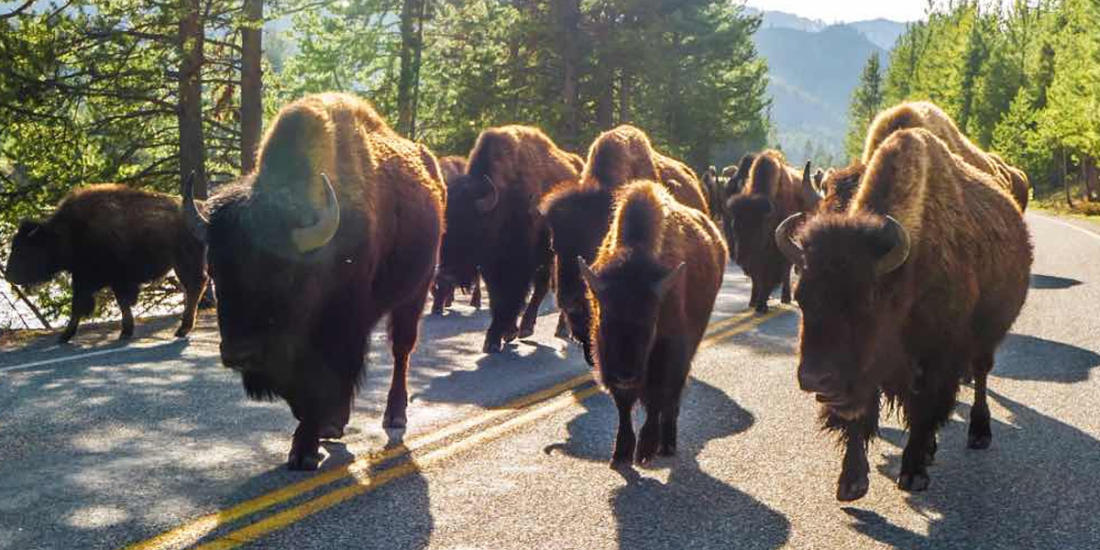 Yellowstone