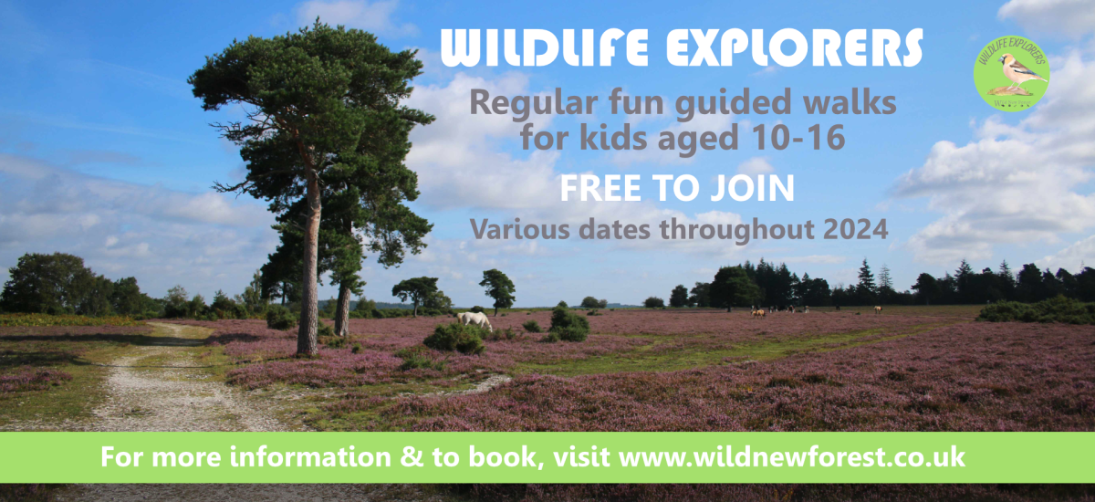 Wildlife Walks Banner - no logo for June