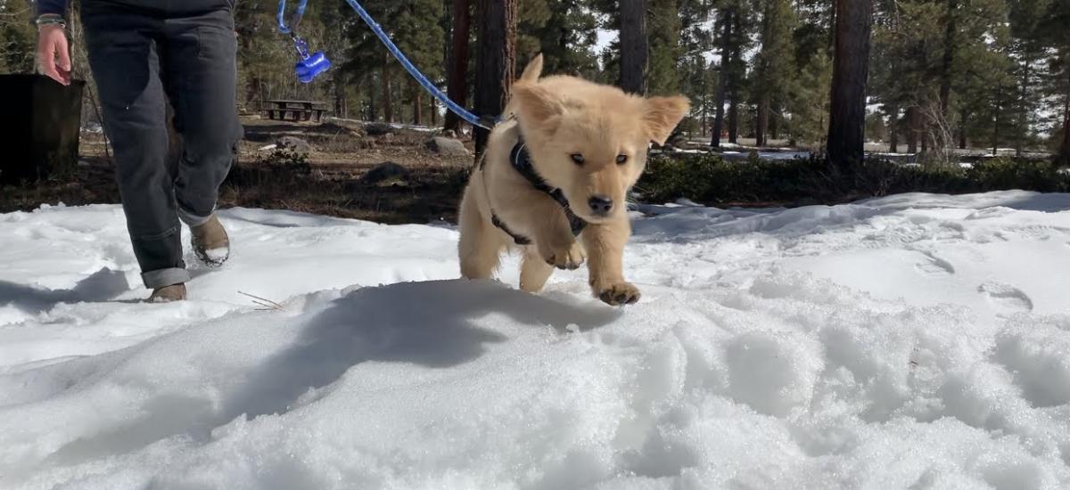 Puppy on leash playing in snow.