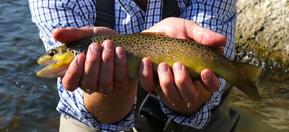 Man holding freshly caught trout