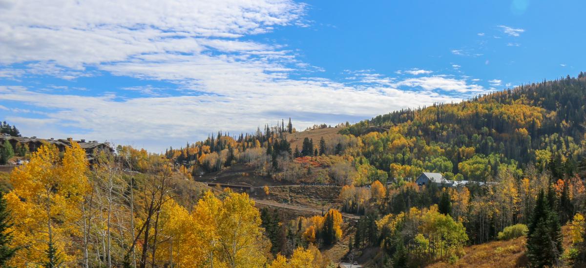 Scenic view of Fall Foliage Trees