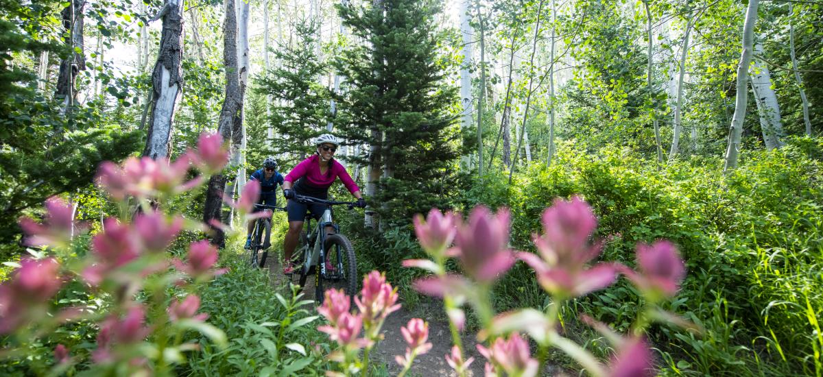 Two mountain bikers biking in the summer