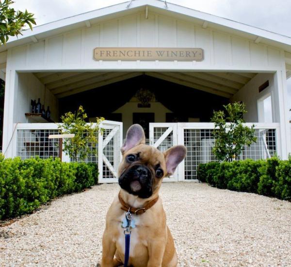 Pet-Friendly Hotels, Restaurants & Wineries in Napa Valley