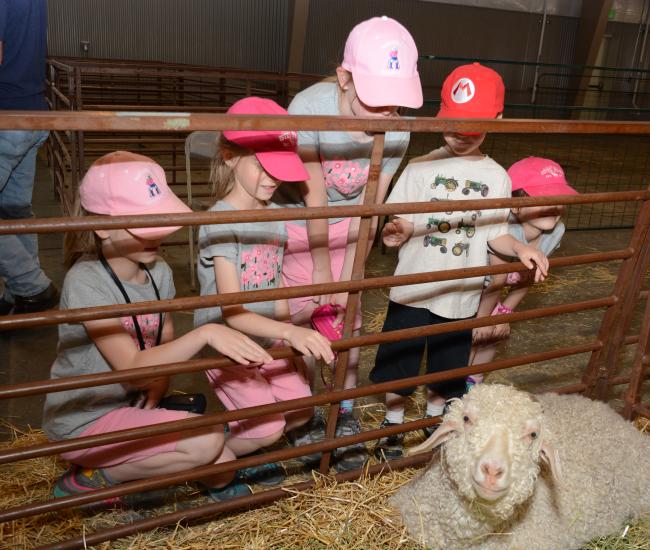 Wool Market Kids Sheep