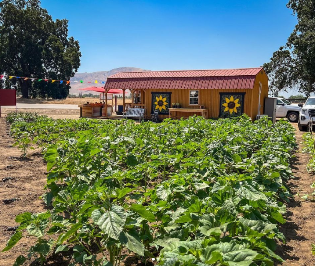 Sunflower Farm Stand 1