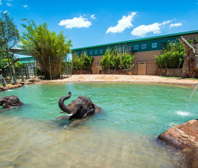 Elephant Expansion Phase