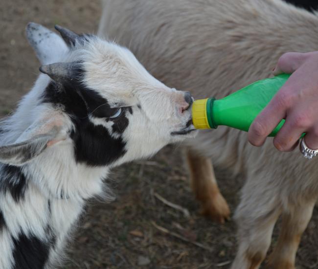 a black and white goat being fed with a green bottle by a human with a light brown animal in the background
