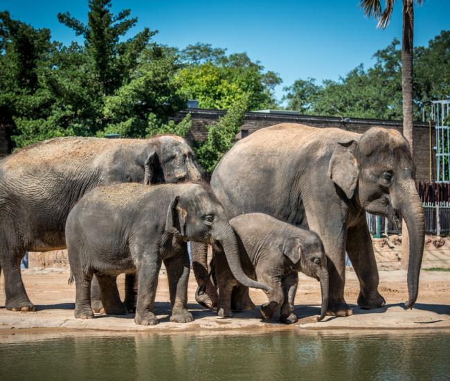 Houston Zoo