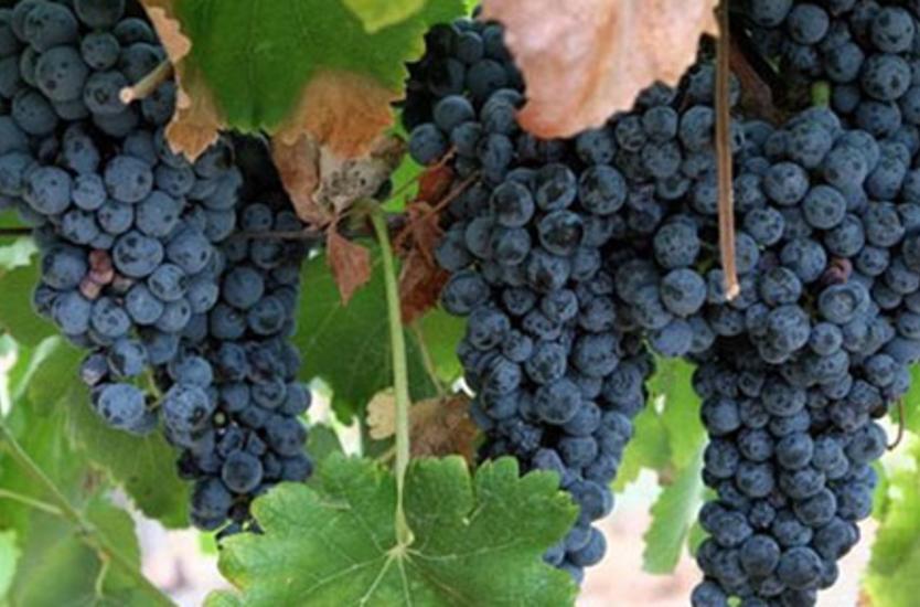 Houston Wine Trail Itinerary Wineries Vineyards Day Trips