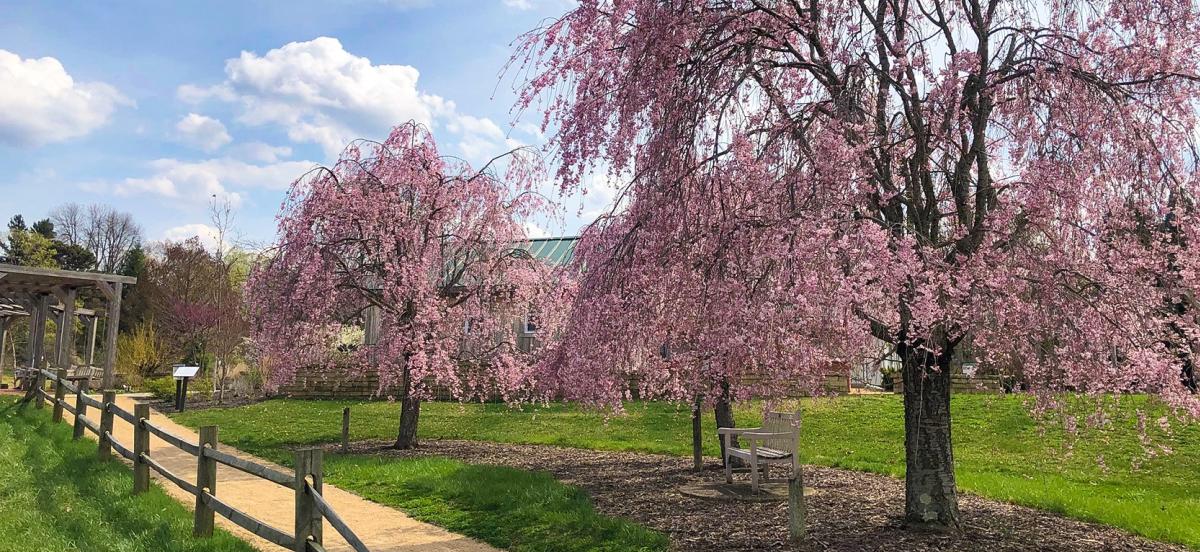 A spring day at Dawes Arboretum in Columbus