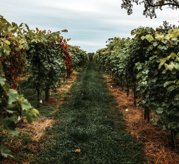 A grass path cuts between two rows of grapes at Bleu Frog Vineyards in Leesburg