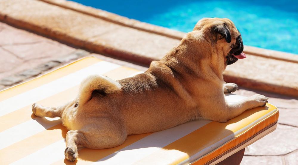 pug at pool