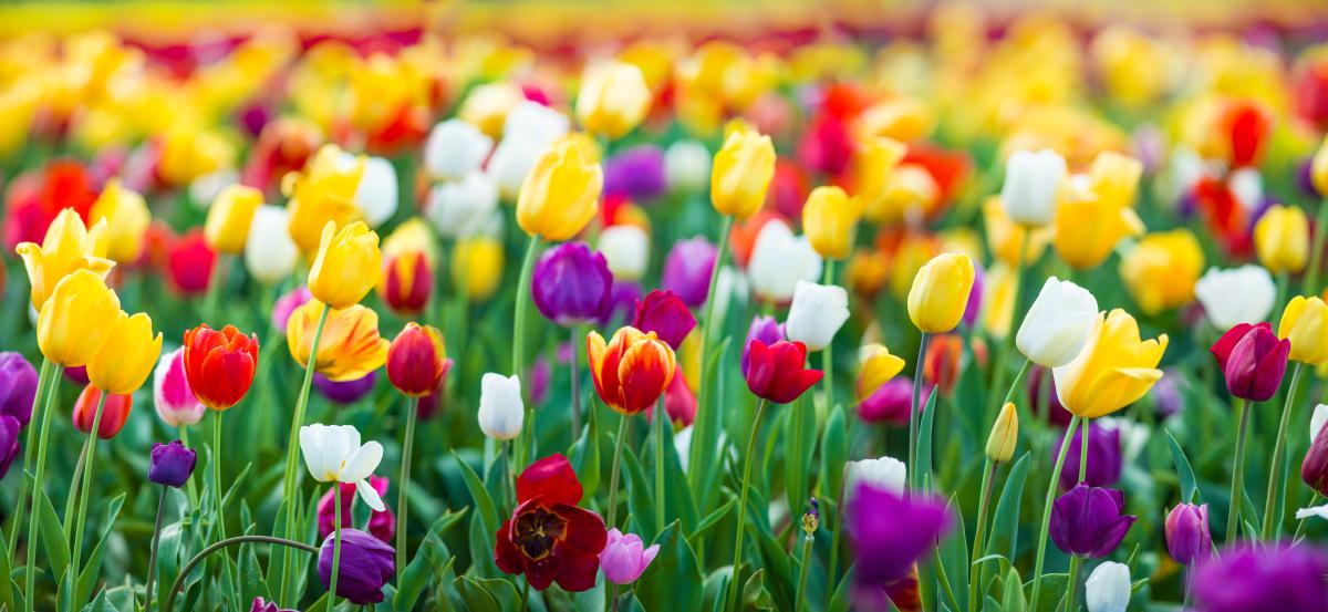 Tulips bloomed in various colors