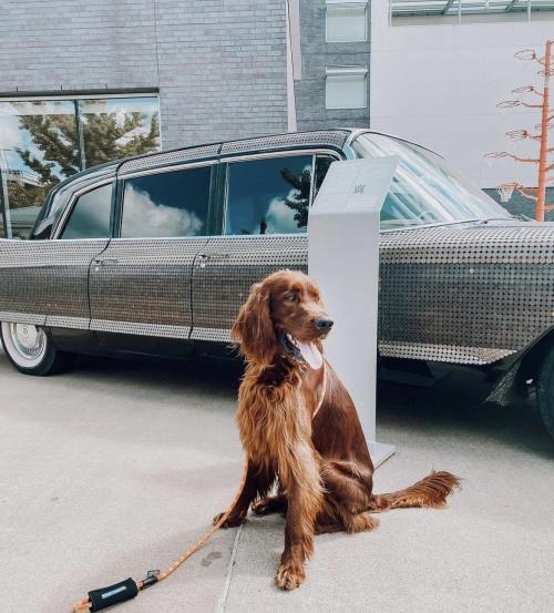 outside of the momentary a dog is sitting in front of the money car, used for a dog blog