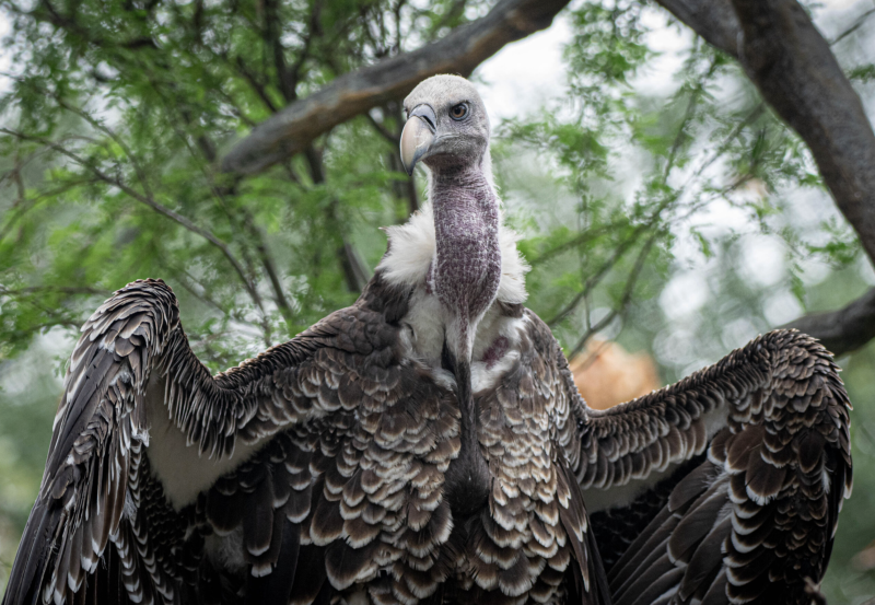 Houston Zoo - Cape vulture