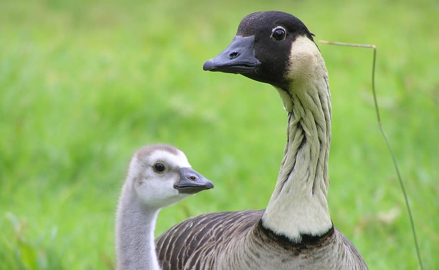 Spring at WWT Slimbridge