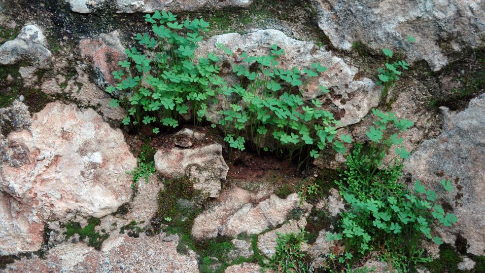 Shamrocks and moss on top of rocks
