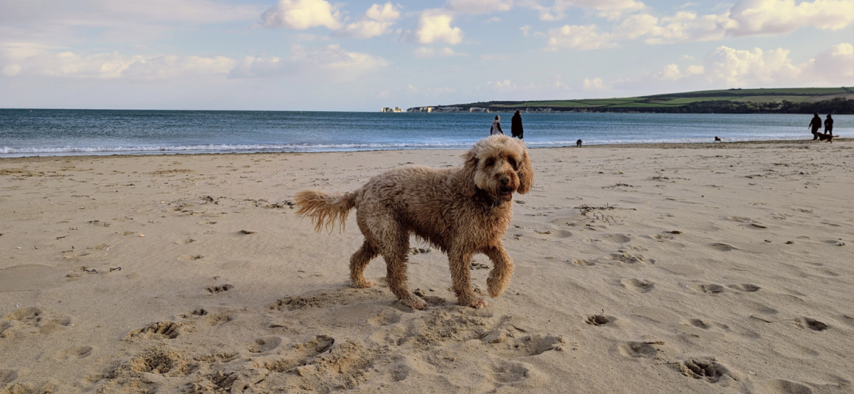 Dog on Beach