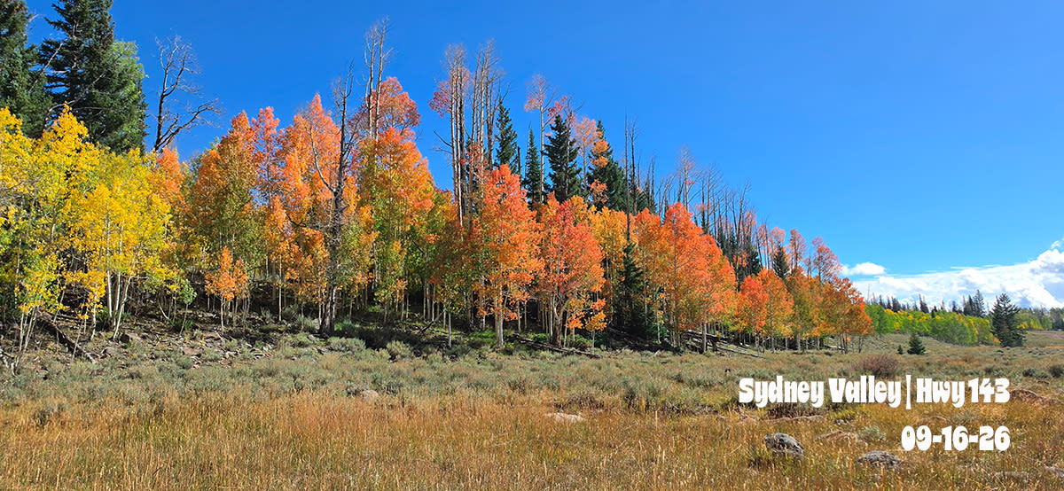 Sydney Valley | Orange | Red Aspen | Hwy 143 | 2026