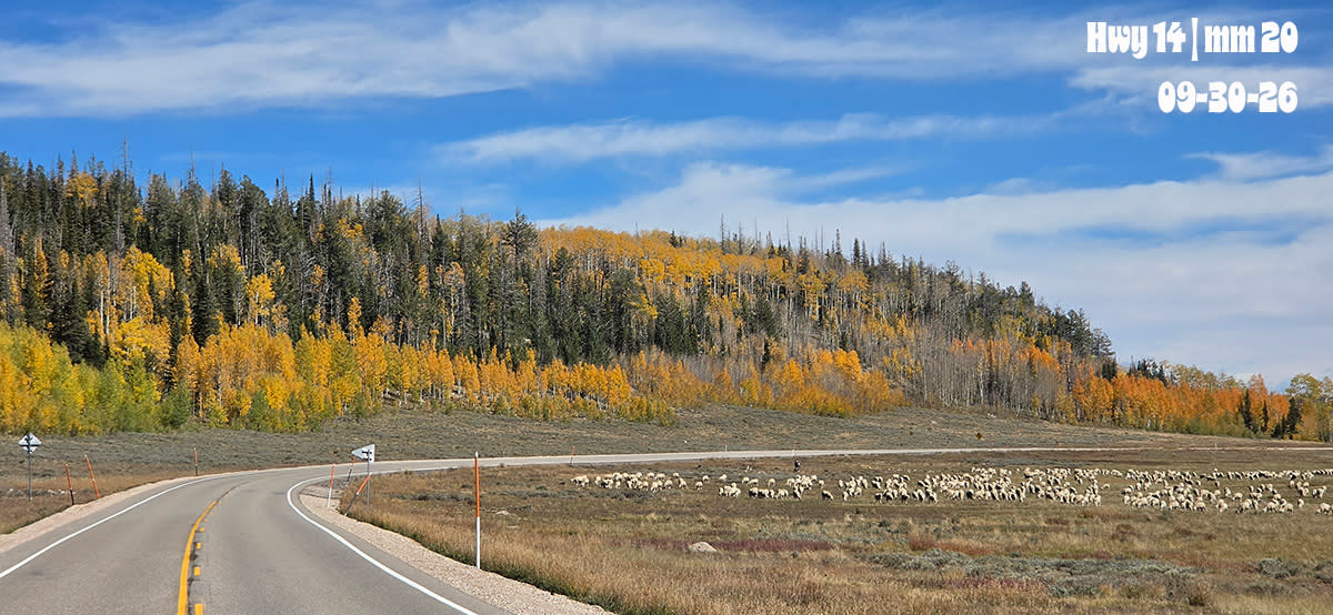 Highway 14 | Sheep | 2026