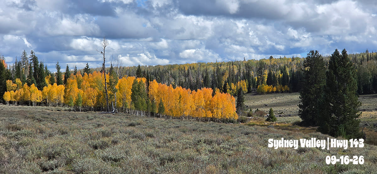 Sydney Valley | Yellow Aspen | 2026