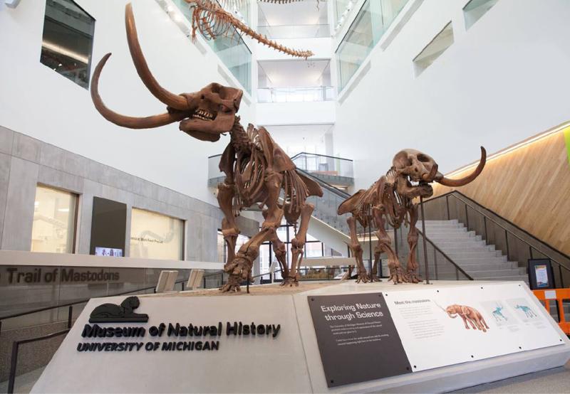 U-M Natural History Museum