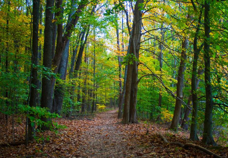 A hiking trail at Griffy Lake during fall