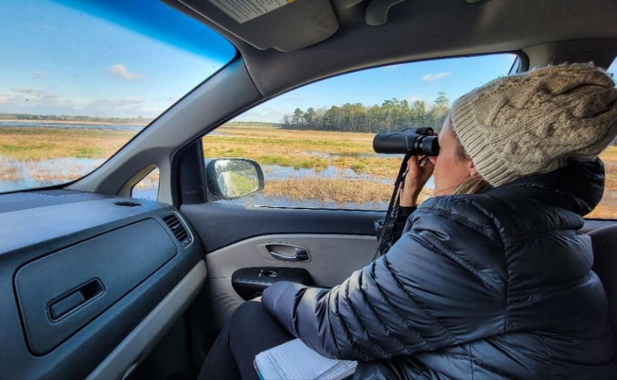 car birding alligator river