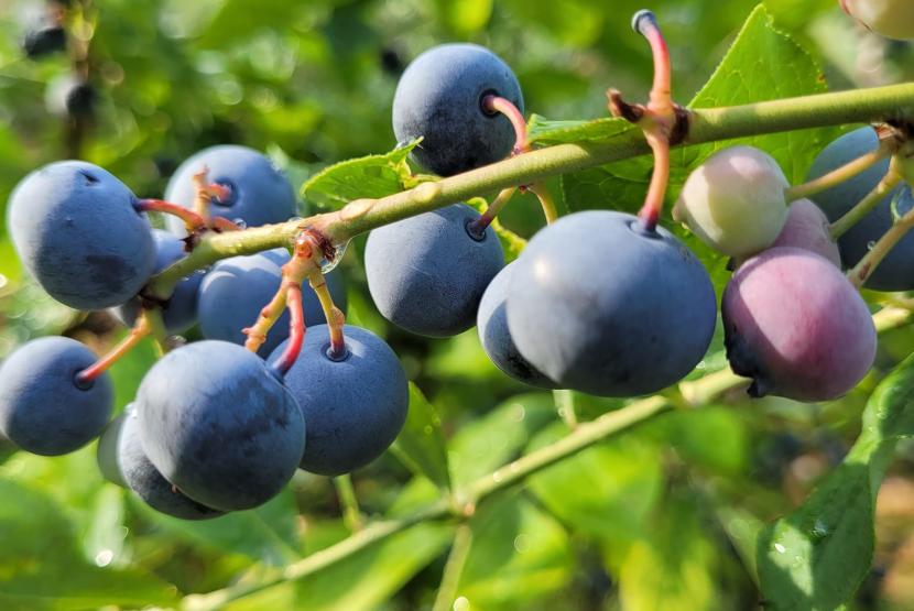 CAMPBELL'S BERRY FARM