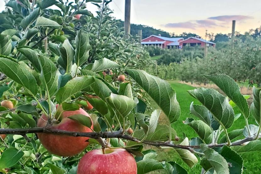 APPLE HILL ORCHARD AND CIDER MILL