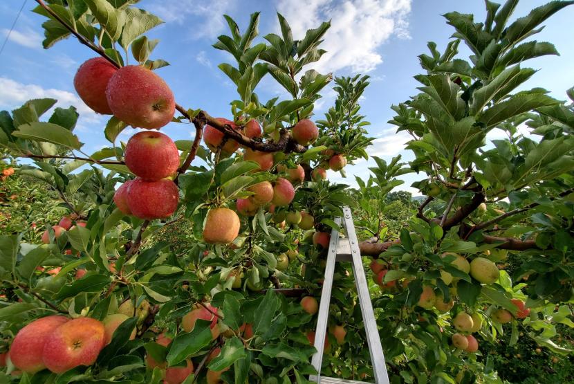 APPLE HILL ORCHARD AND CIDER MILL