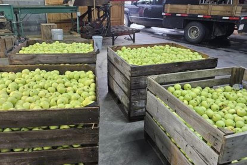 SUGARLOAF ORCHARDS