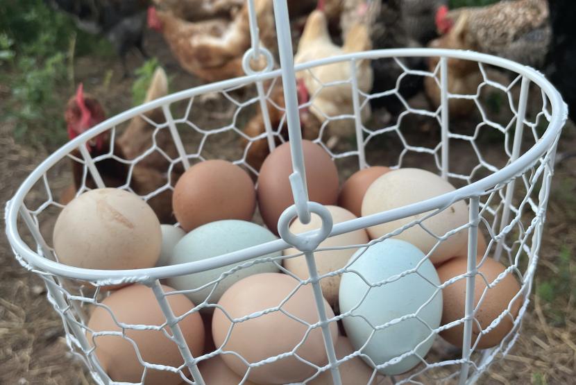 Steele's Town Creek Farm Eggs