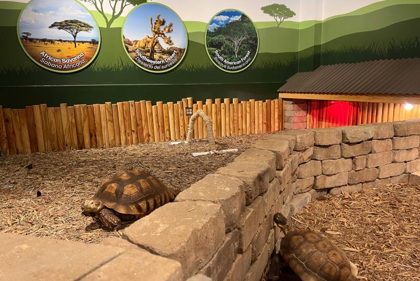 Tortoises in Land to Sea Exhibit