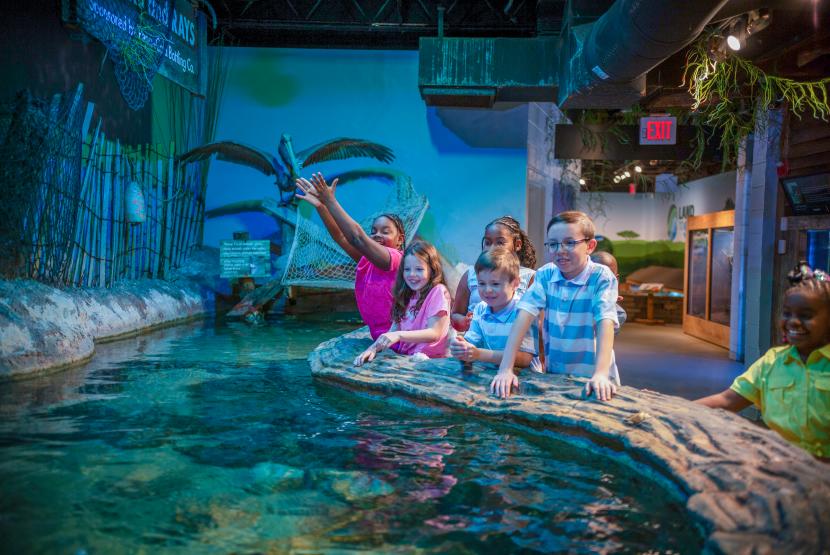Touchtank in Aquarium